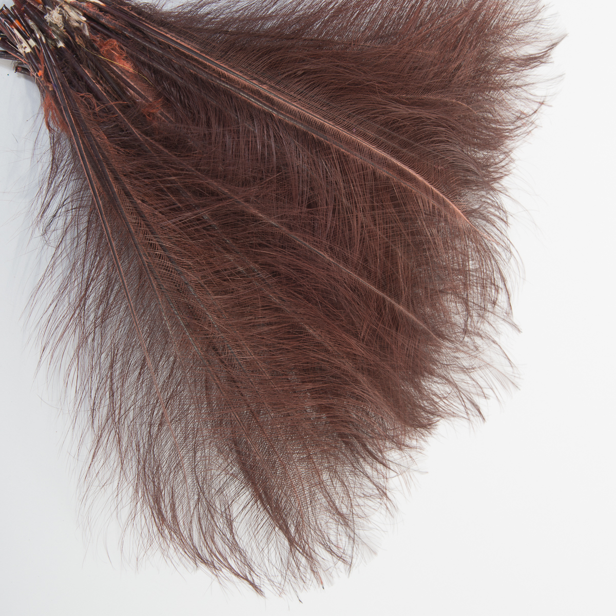 Brown 12-14'' Burnt Ostrich Feather Trims By Piece